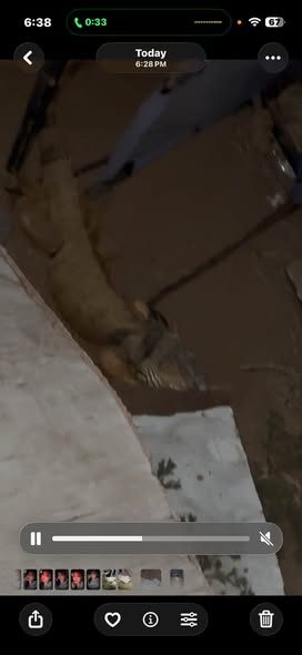 Lost Pet in Phoenix, Arizona — Anyone lost her/him located in phoenix
