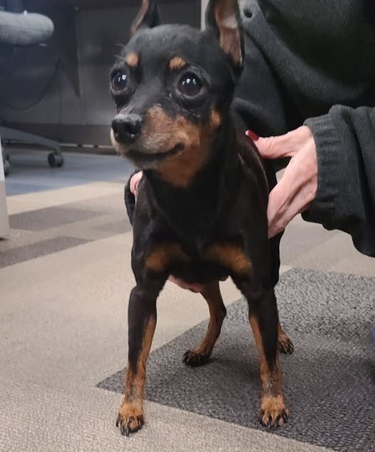 Found Dog — listing photo