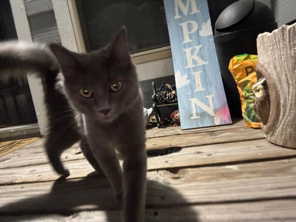 Found Pet — listing photo