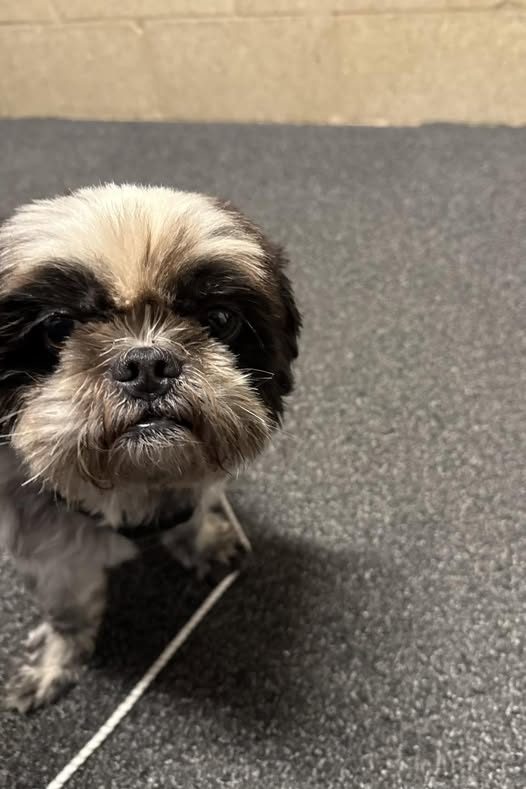 Found Dog — listing photo
