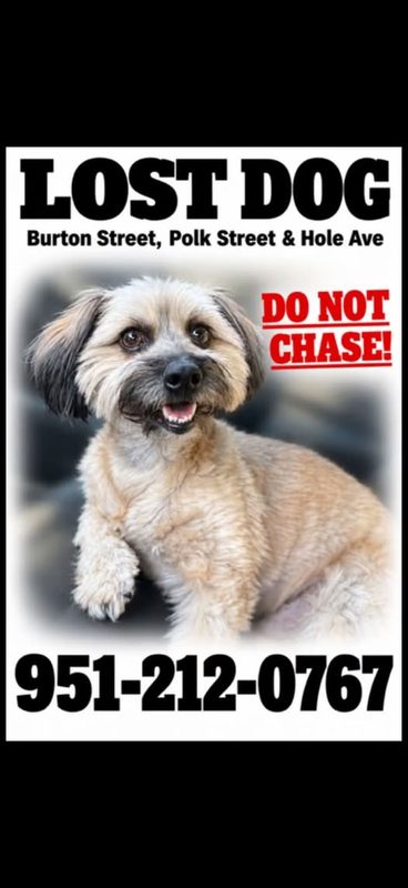 Lost Dog — OUR BABY IS STILL MISSING — PLEASE HELP BRING HIM HOME Our dog is still missing and we are desperately asking