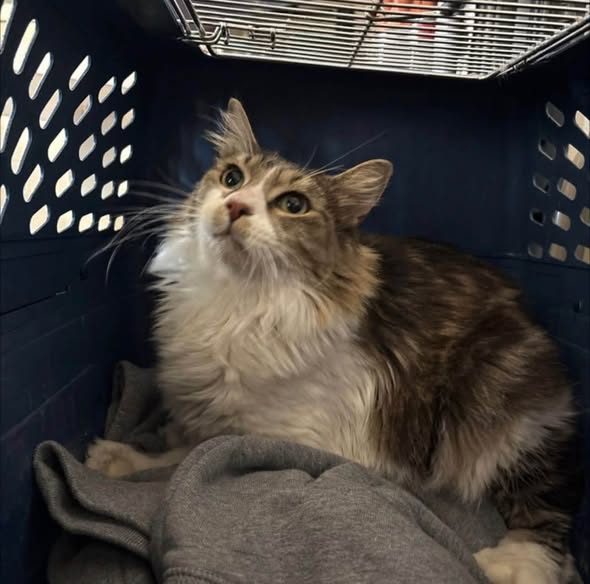 Found Cat — This little cat was roaming our neighborhood last night and he ended up getting our 2 female cats attention