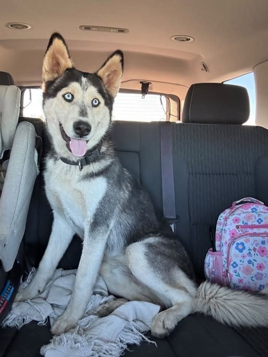Found Dog — listing photo