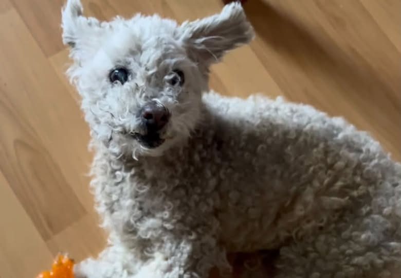 Lost Dog — South Gate missing poodle, contact owner