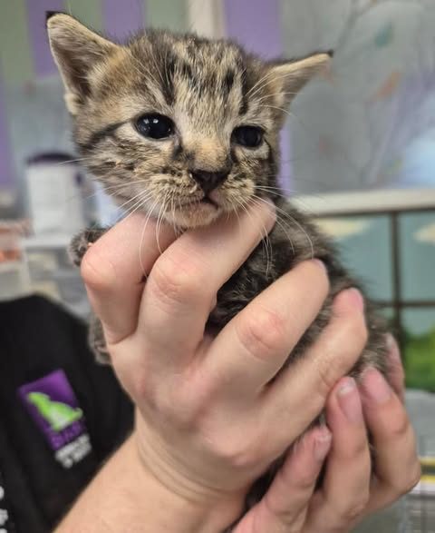 Found Cat in Houston, Texas — On Euthanasia list at BARC, Houston for Saturday, deadline at 1 pm🚨 Adorable little kittens 🍼🐱 ❤️…