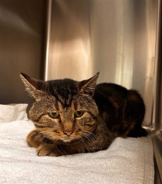Found Cat in Houston, Texas — On Euthanasia list at BARC, Houston for Saturday, deadline at 1 pm🚨 Stunning and friendly kitty 🐱 ❤️