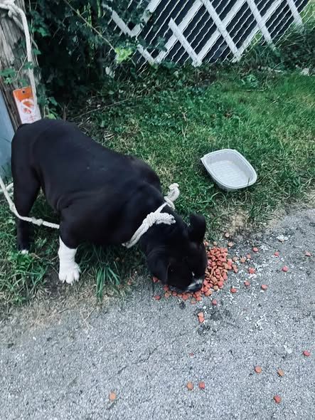 Found Dog — listing photo