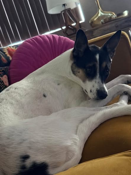 Lost Dog — only: Rinn is missing