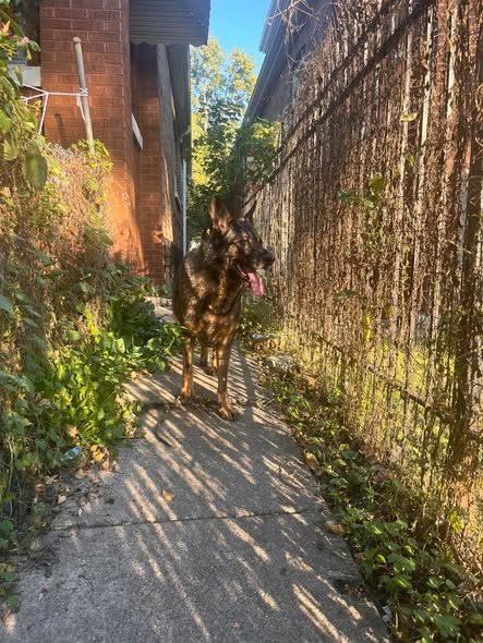 Found Dog — listing photo