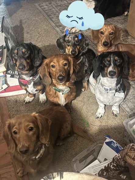 Lost Dog — listing photo