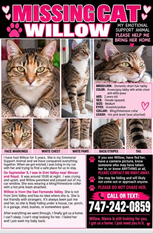 Lost Cat in Simi Valley, California — listing photo