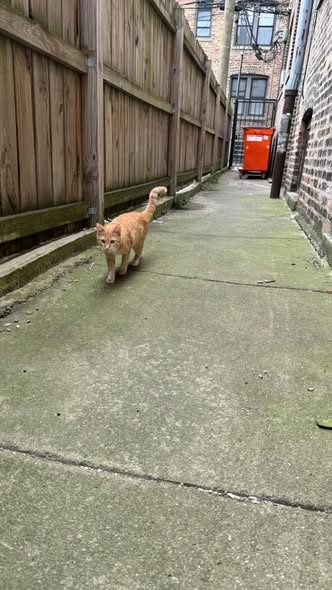Found Cat — Not chipped but not sure if it’s a neighborhood stray or someone’s pet