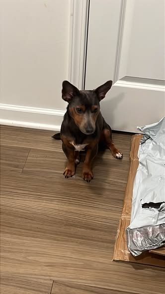 Lost Dog — listing photo