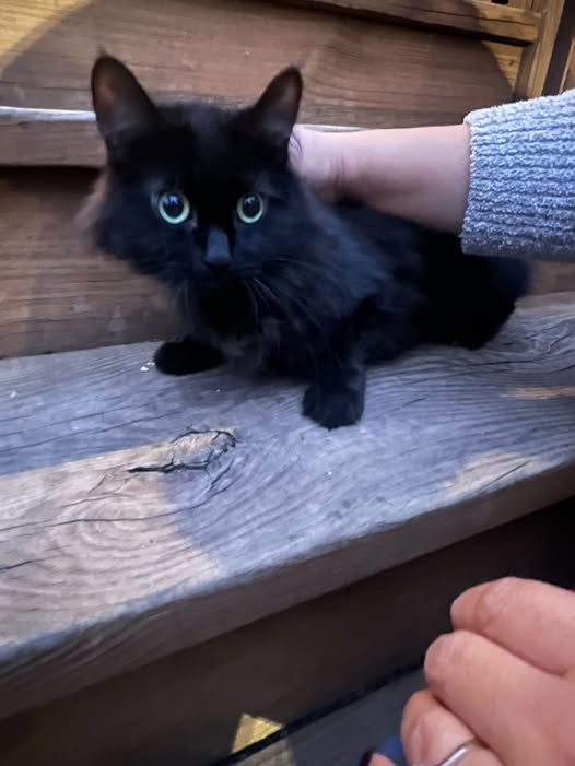 Found Cat — Cat found in Woodlawn