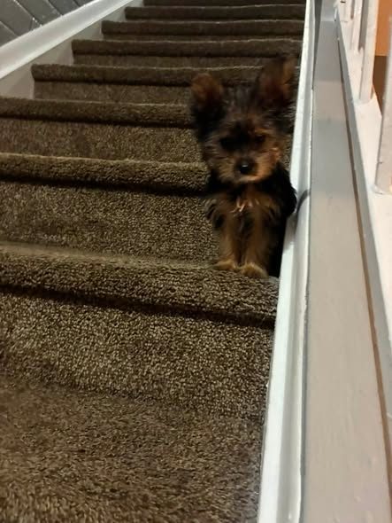 Lost Dog — My puppy got lost his name is Bluey if anyone sees him pls let me know my baby’s are crying for him pls his a