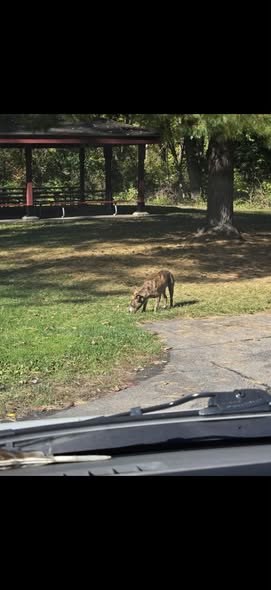 Lost Dog — Please check all the missing sites and please check anyone that you know that was looking to rehome this dog