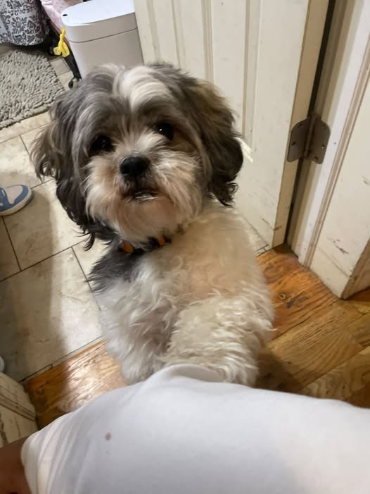 Found Dog — listing photo