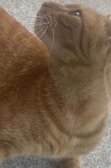 Lost Pet — listing photo — additional photo 3