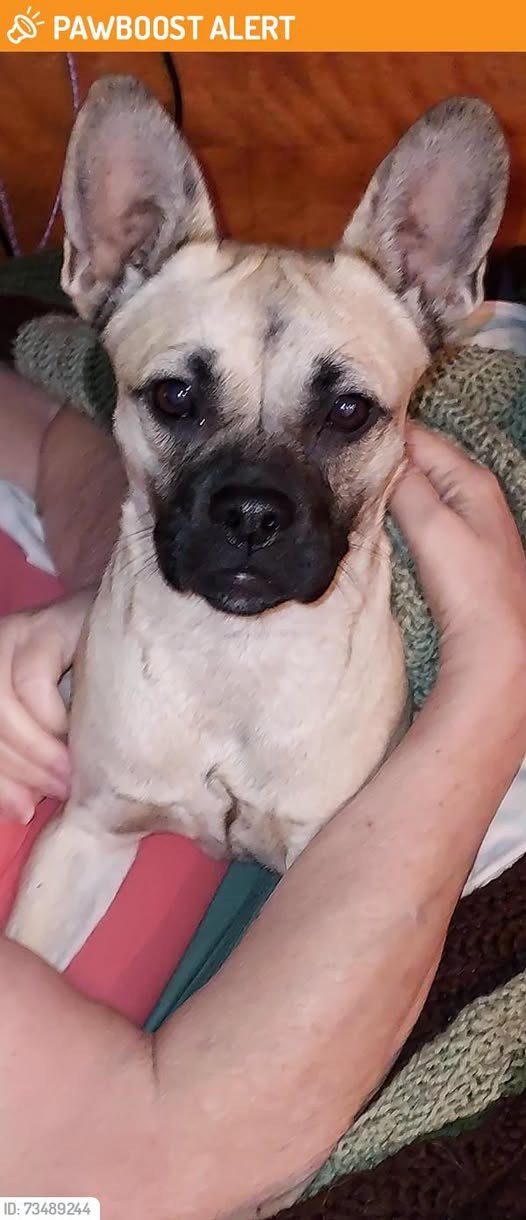 Found Dog in Littlerock, California — This dog was FOUND FRIDAY EVENING Near Everett Martin Park in LITTLEROCK, CA
