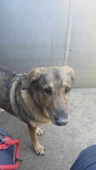 Found Pet — HEARTBROKEN BUT STILL HOPING 💔 This sweet senior girl arrived at animal control as a stray, but sadly, her — additional photo 2