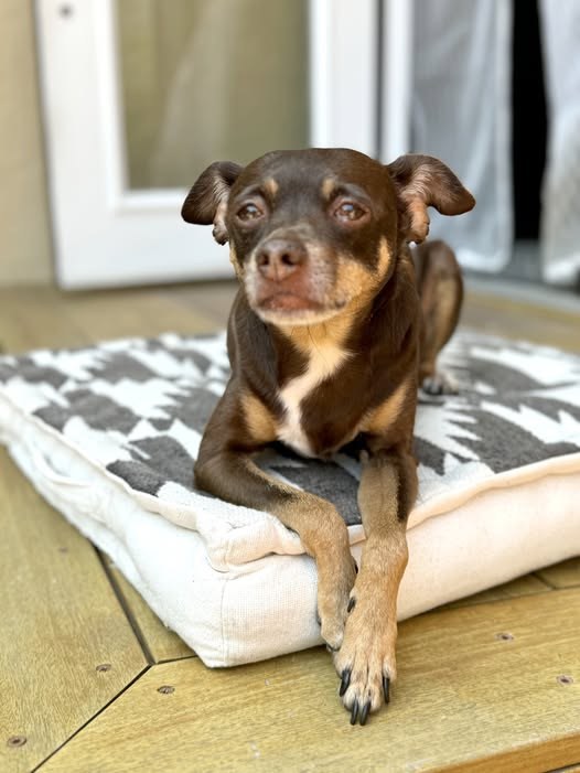 Lost Dog — We lost our beloved dog Chaco Sunday at about 6pm, at Berkshire Drive and Berkshire avenue in El Sereno behind