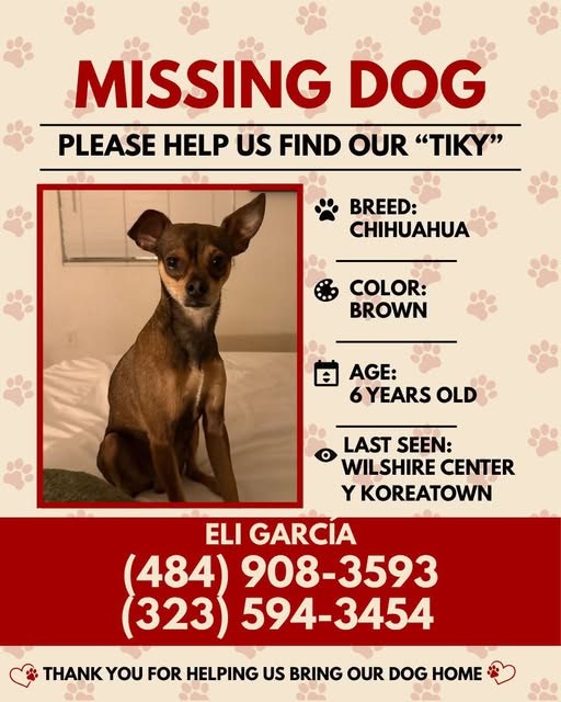 Lost Dog — Chihuahua/Brown with Tand Markings, Missing from Home