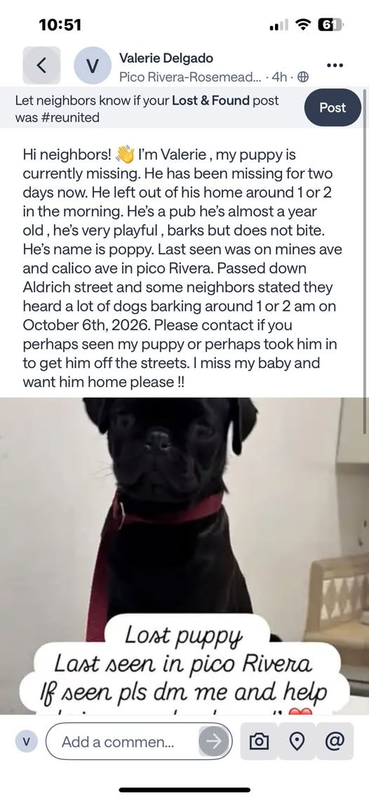 Lost Dog — Black Pug Puppy/Male, Missing from Home