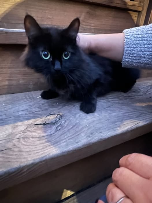 Found Cat — Cat found in Woodlawn