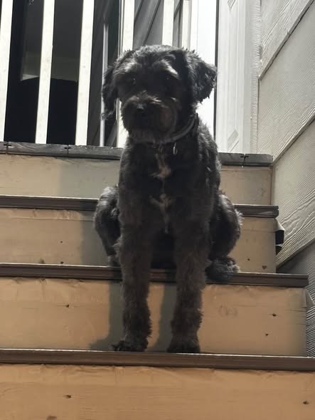 Found Pet — listing photo — additional photo 2