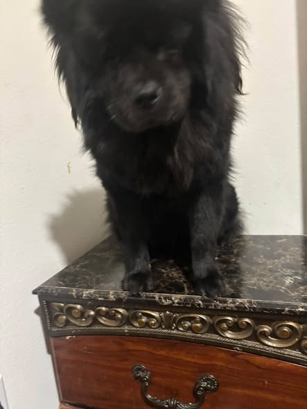 lost dog in