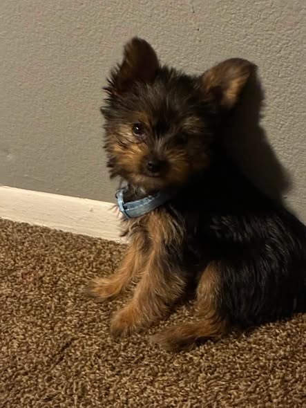 Lost Dog — My puppy got lost his name is Bluey if anyone sees him pls let me know my baby’s are crying for him pls his a — additional photo 2