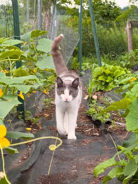 Lost Pet — One of our barn cats Cooper has been missing for about 4 days — additional photo 2