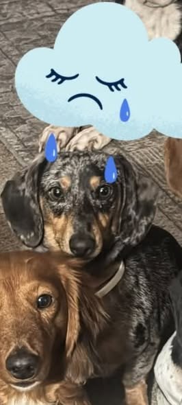 Lost Dog — listing photo — additional photo 2