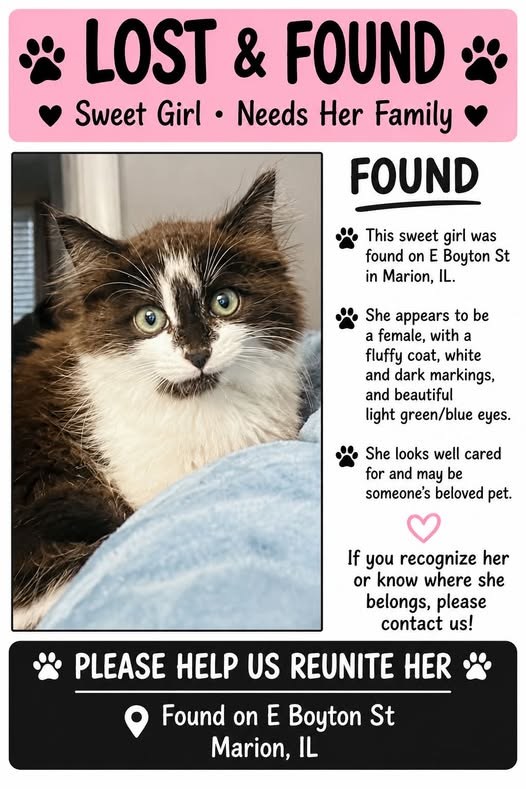 Found Cat — listing photo