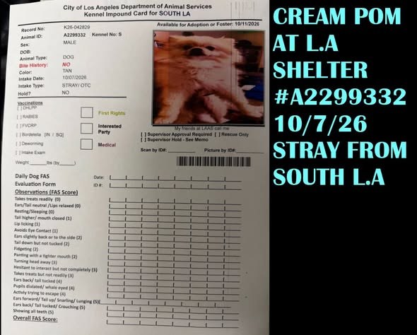 Found Pet — SOUTH LA FOUND CREAM POMERANIAN MALE- NOW AT THE SHELTER- INTAKE DATE HURRY BEFORE ADOPTED!** **SOUTH LA FOUND — additional photo 2