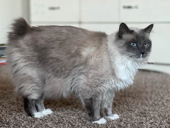 Lost Cat — We’re still missing our cat — additional photo 3