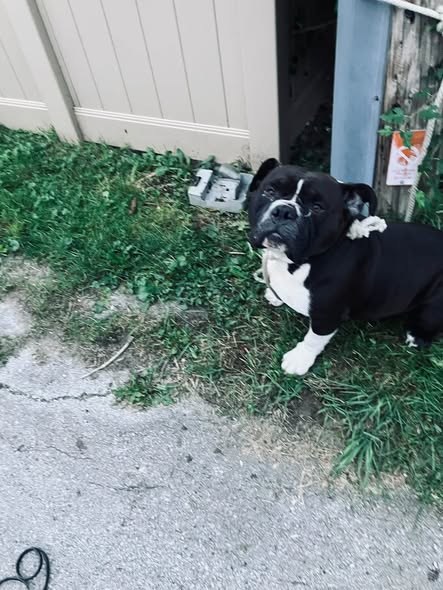 Found Dog — listing photo — additional photo 4