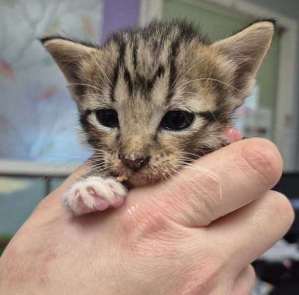Found Cat in Houston, Texas — On Euthanasia list at BARC, Houston for Saturday, deadline at 1 pm🚨 Adorable little kittens 🍼🐱 ❤️… — additional photo 2