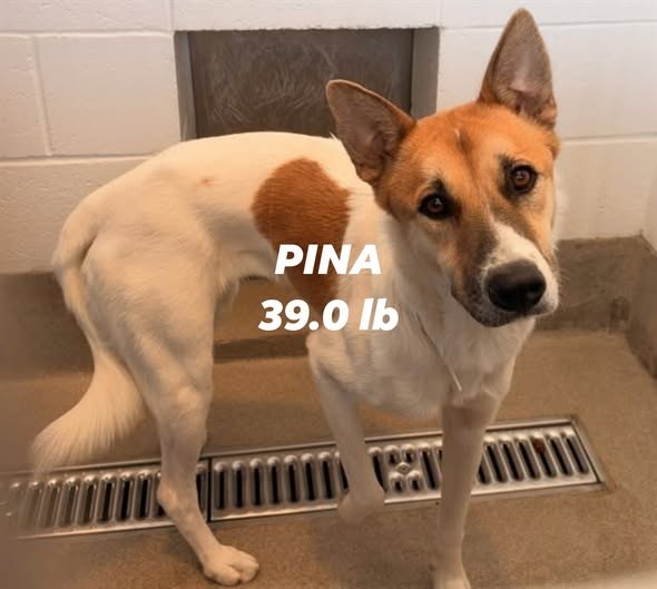 Lost Dog in Phoenix, Arizona — We Don't Have Enough Rescues To Save The Dogs,🥲 🚩Their Best Chance To Live Is To Find The Owners… — additional photo 2
