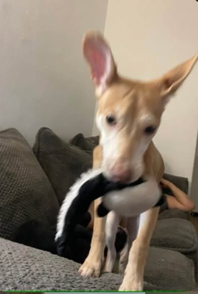 Lost Dog — listing photo — additional photo 2
