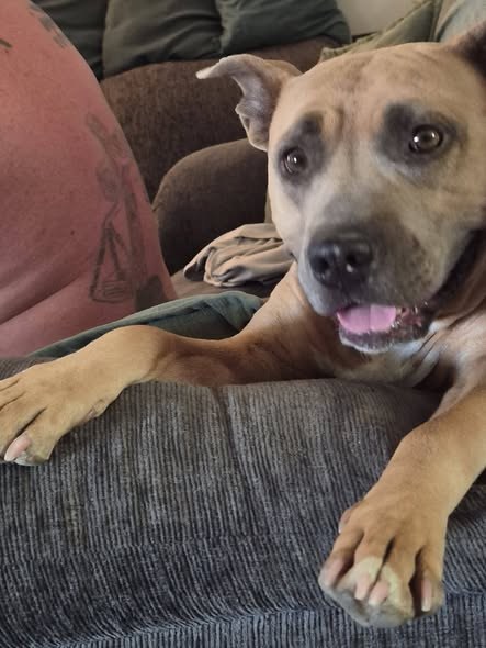 Lost Pet — Our dogs got out of the yard 60th and Rosamond Blvd — additional photo 2