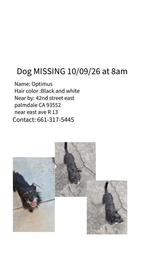 Found Pet — Hi everyone i made a post (I deleted it) so reposting I thought someone found him but turns out they lied to