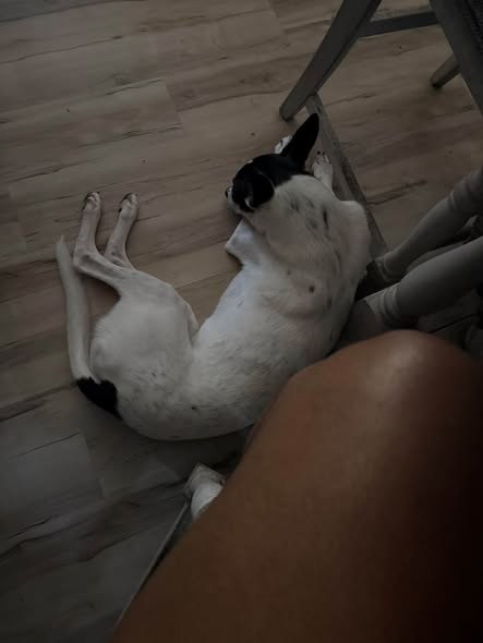Lost Dog — only: Rinn is missing — additional photo 3