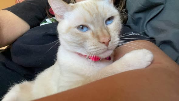 Lost Cat — My cat was staying with a friend and she had left the door open and my baby got out — additional photo 3