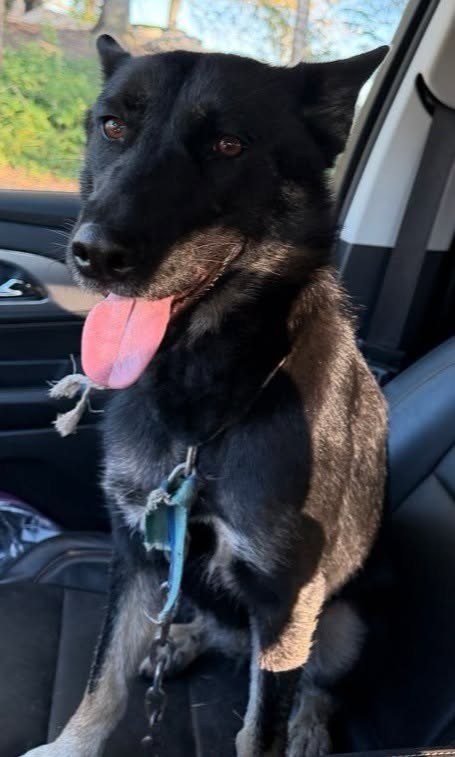 found dog in