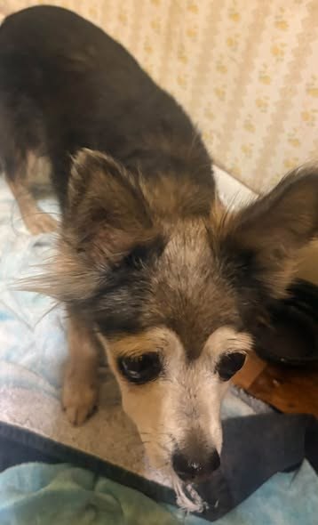 Found Pet — JUST FOUND ON 63av & BETHANY HOME RD — additional photo 2