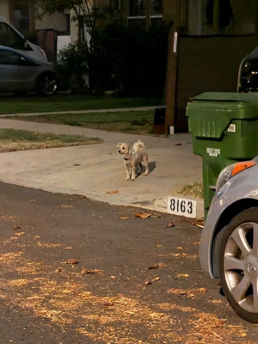 Found Dog — listing photo