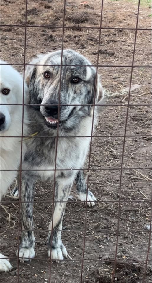 Lost Dog — We are missing our live stock guardian dog