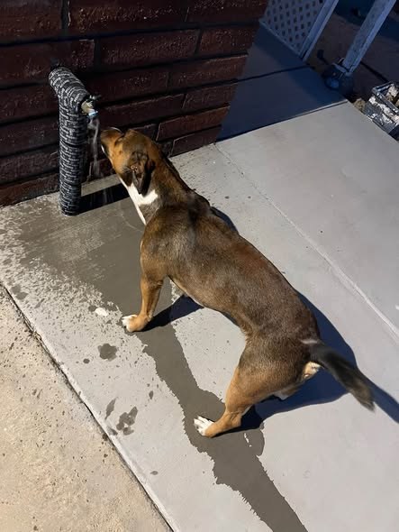 Found Dog in Lancaster, California — listing photo