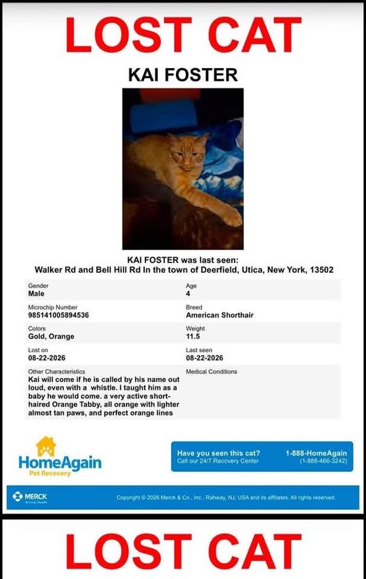 Lost Pet — With that being said I know there was a party close to my house the very night Kai went missing